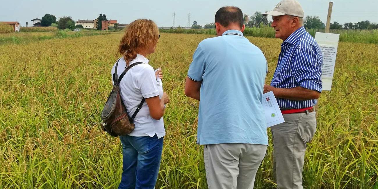 Visita guidata tra risaie, riserie e risotti